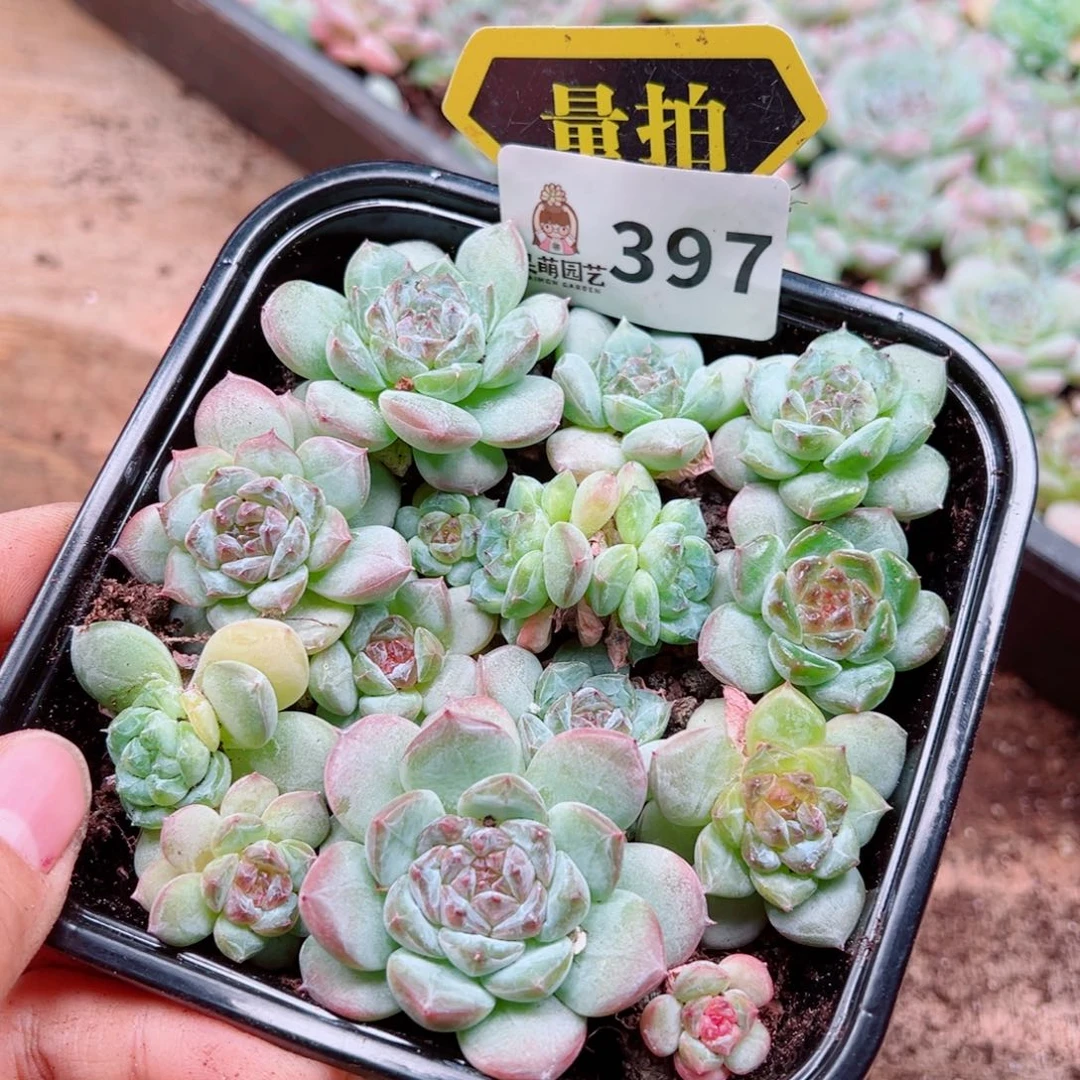 多肉植物多肉植物