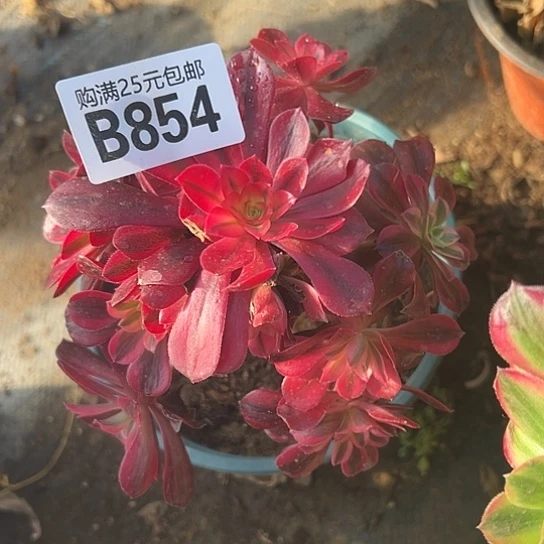 心**水多肉植物一个