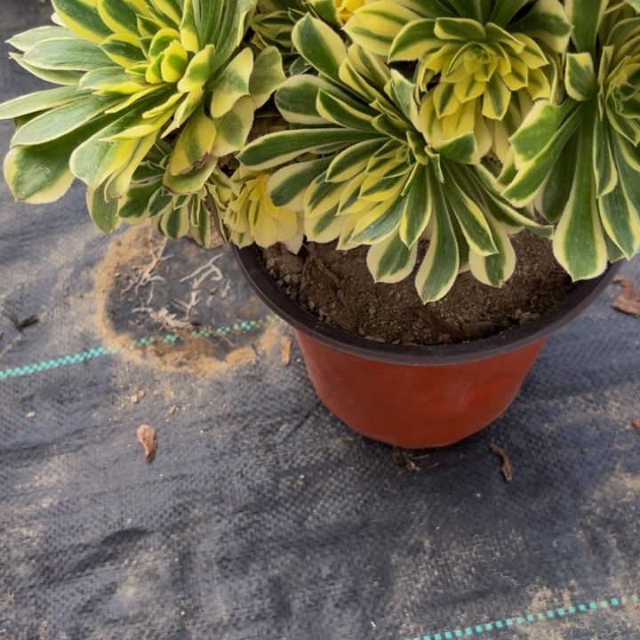 533多肉植物一物一拍