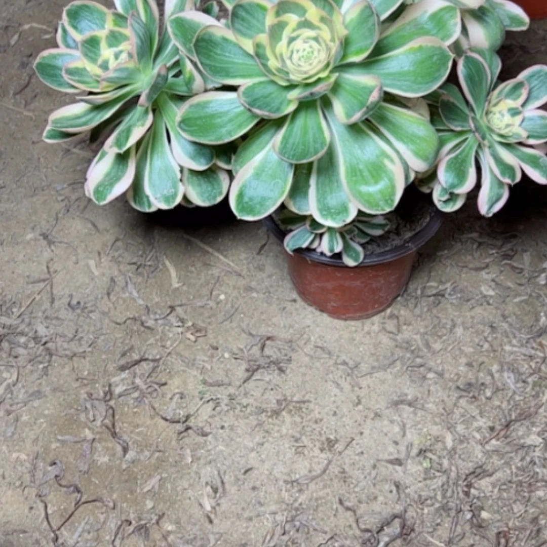 【闪购商品】紫***英多肉植物艳姿44