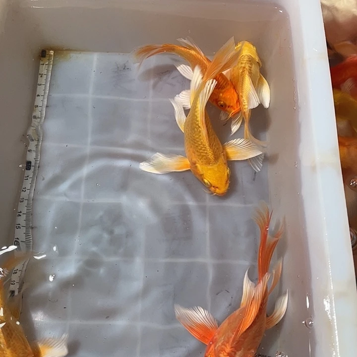 蝴蝶鲤鱼渔场直发149