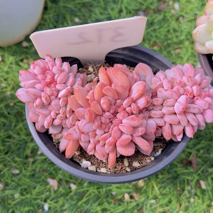 健健康康平平安安