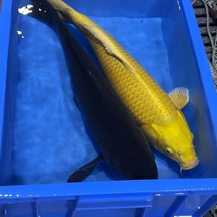 海水赤目芒果黑鱼黄金