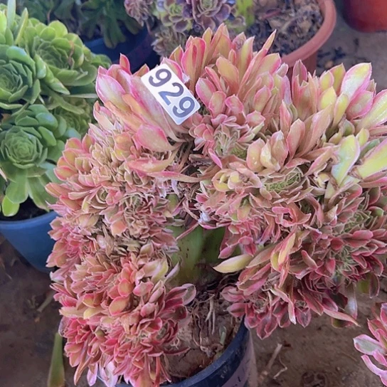 用***f多肉植物一个法师