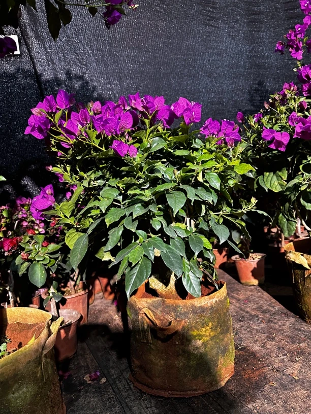 三角梅老桩带土球发货掉花掉叶正常（介意勿拍）