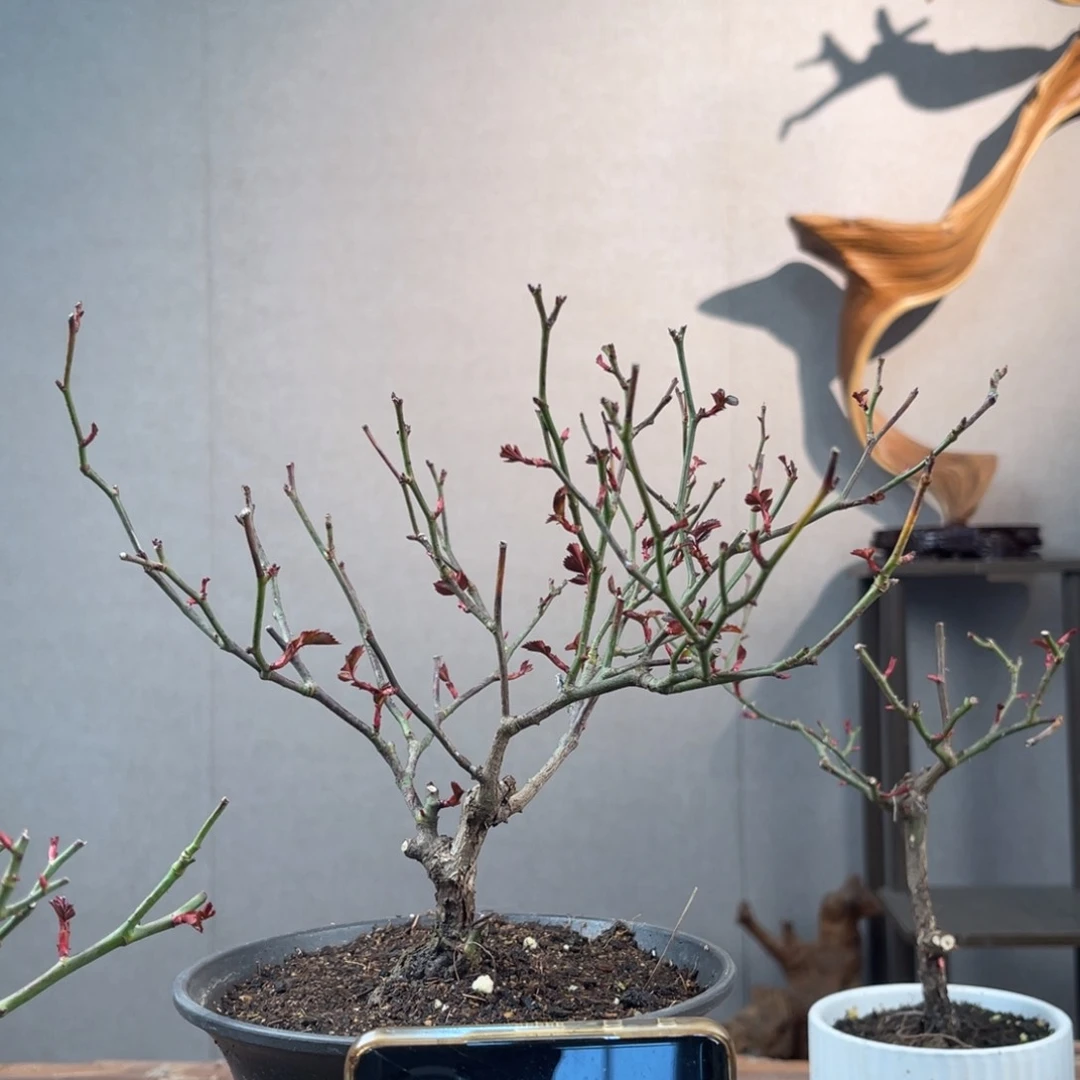 微月季盆景111113***客