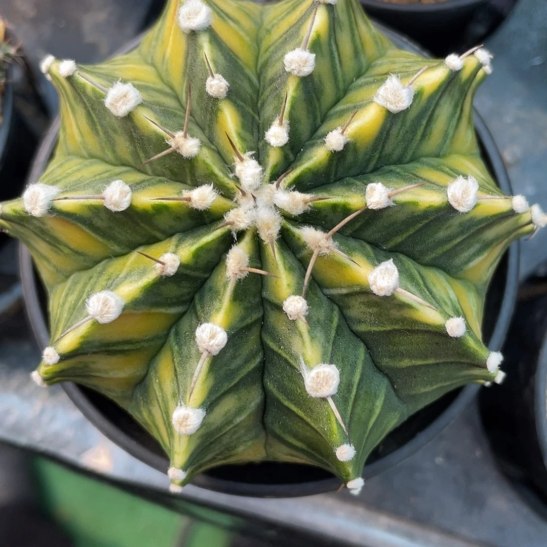 1-231肋骨锦9厘米