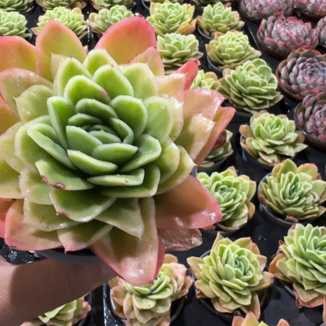 多肉植物水晶玫瑰瑾带盆土