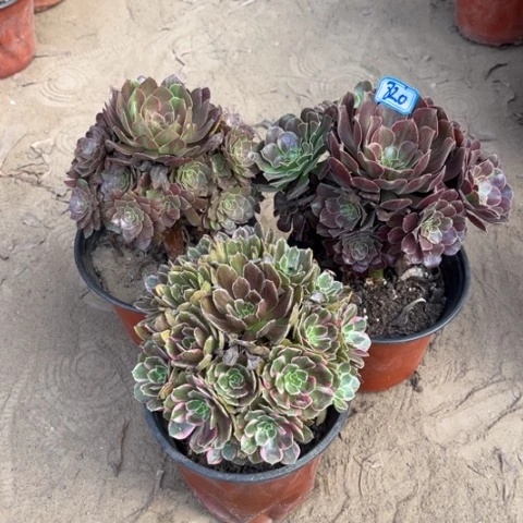 820多肉植物组合，