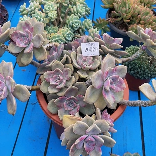 爱*儿紫乐群20020