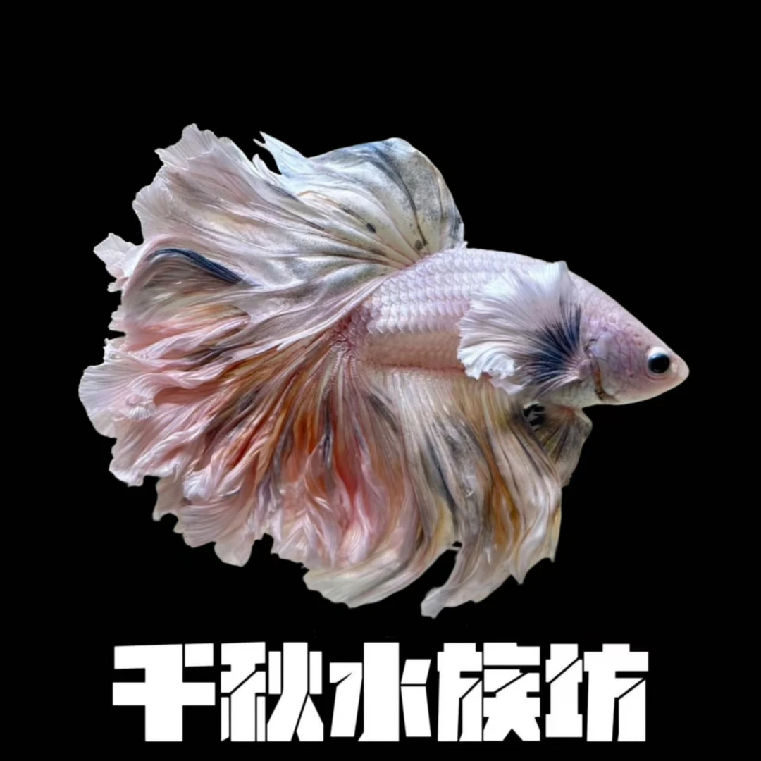 A17（385-408）斗鱼半月婚纱鱼好养耐活小型热带观赏鱼（直播间选鱼）
