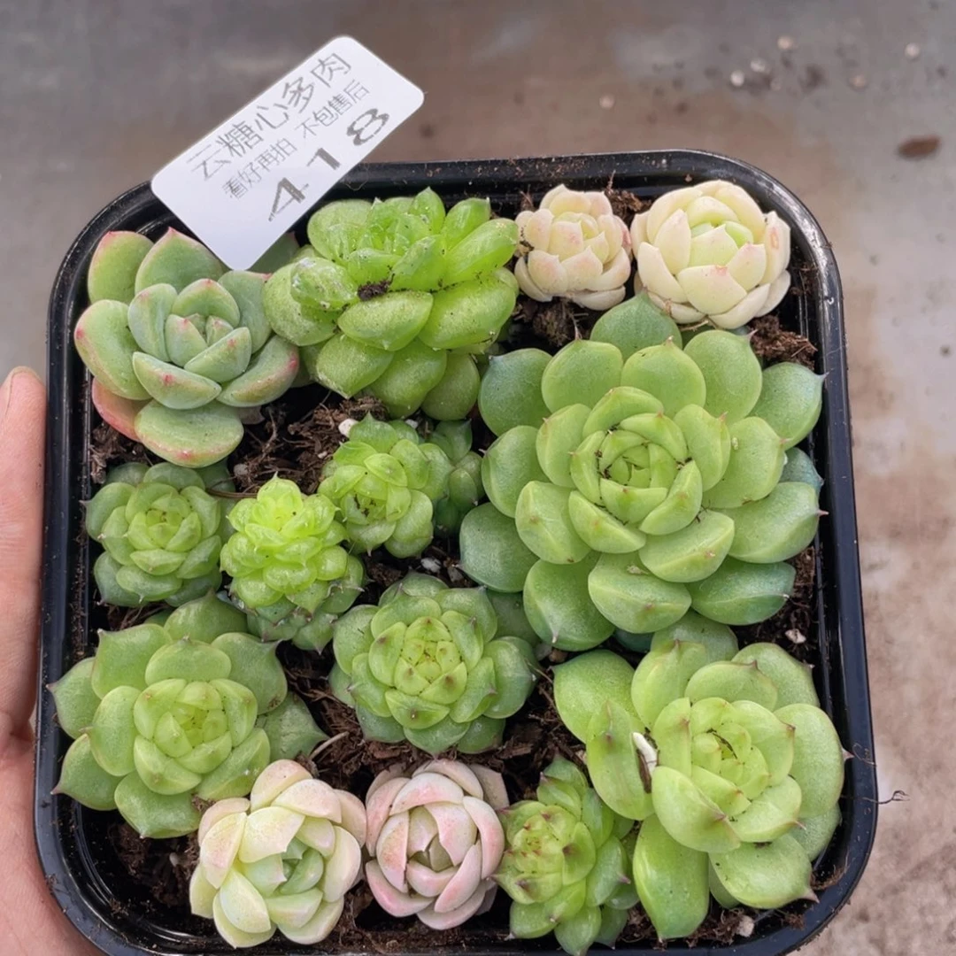 云糖心多肉植物418