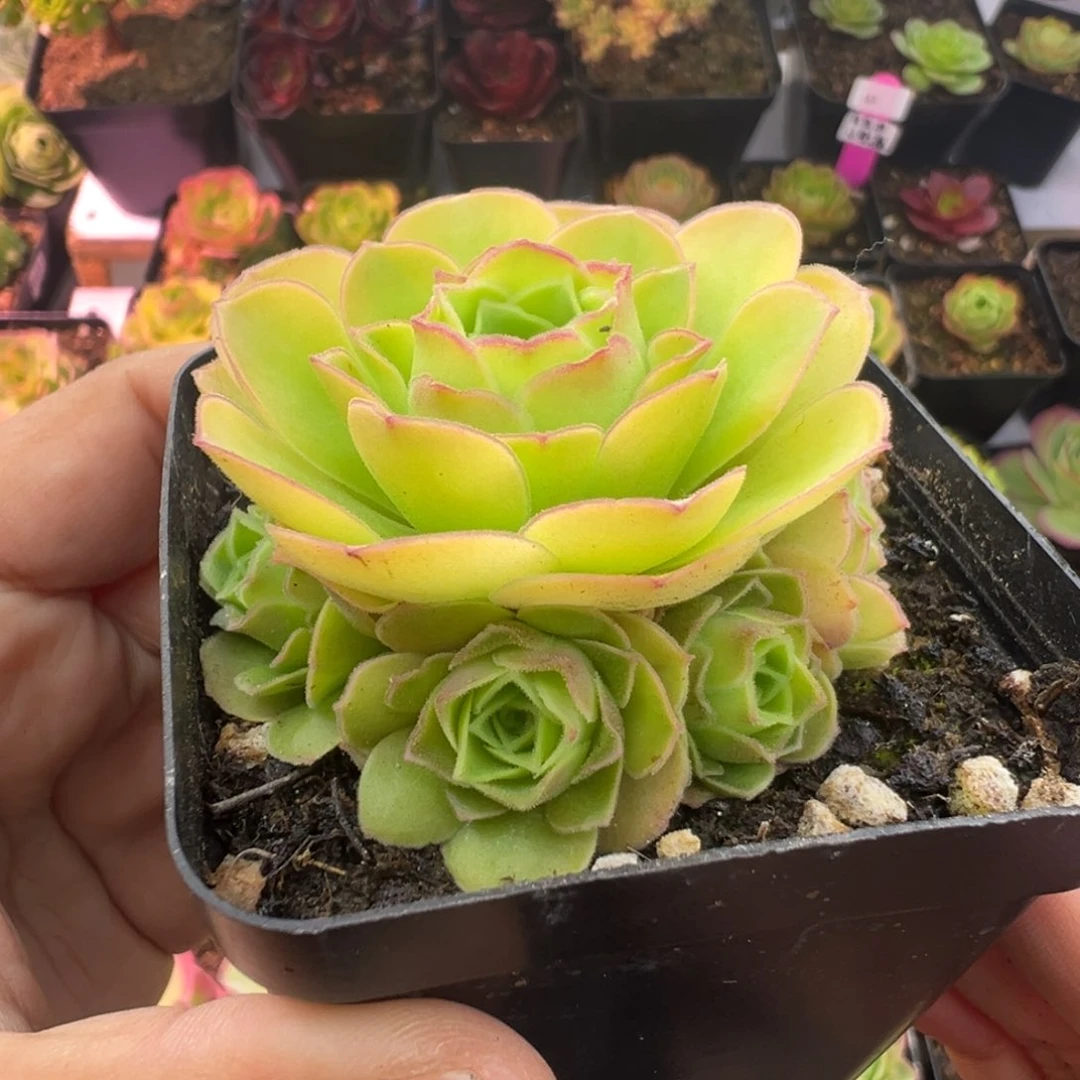 L55半城玫瑰蜜语