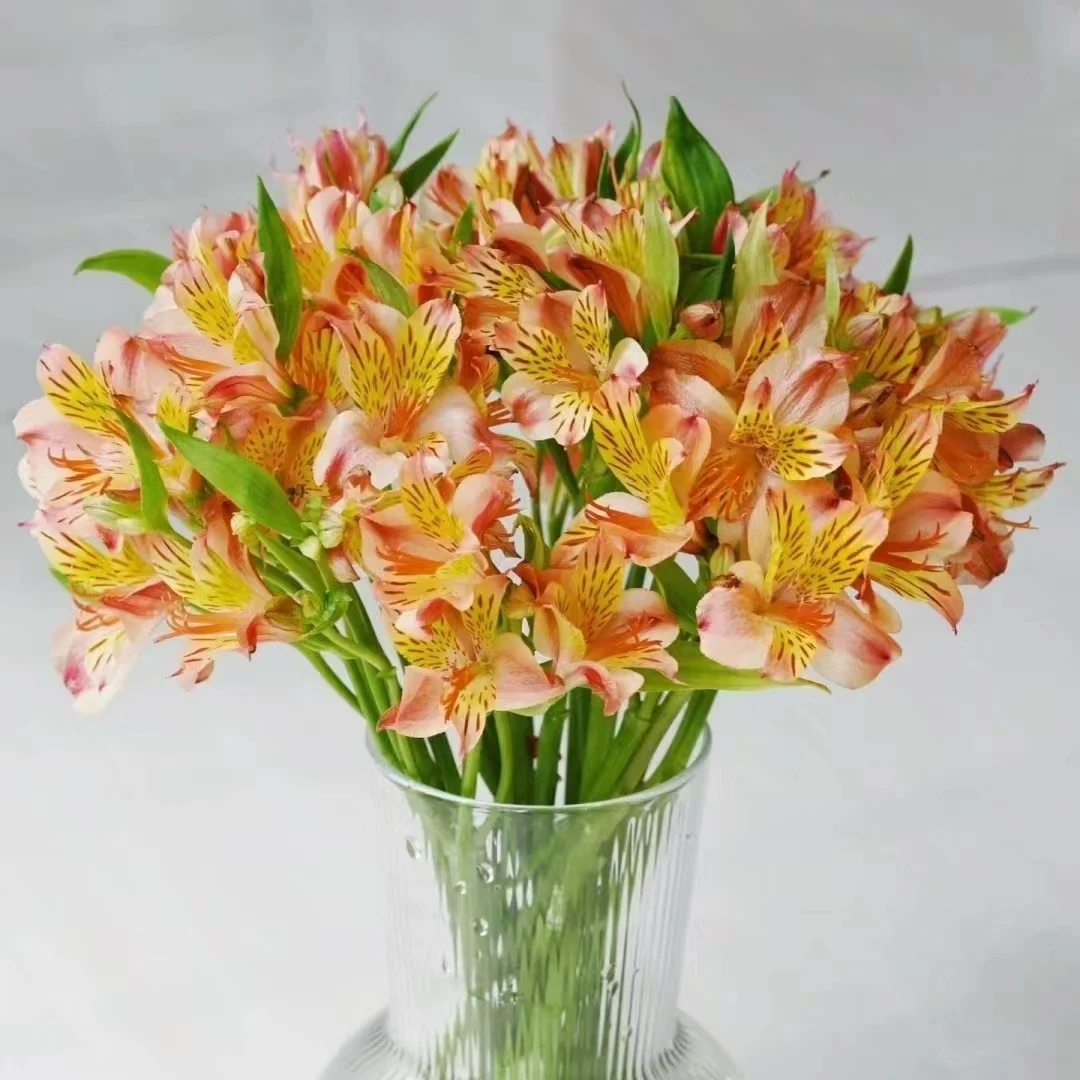 氧花季 橙色水仙百合六出花 收到先醒花