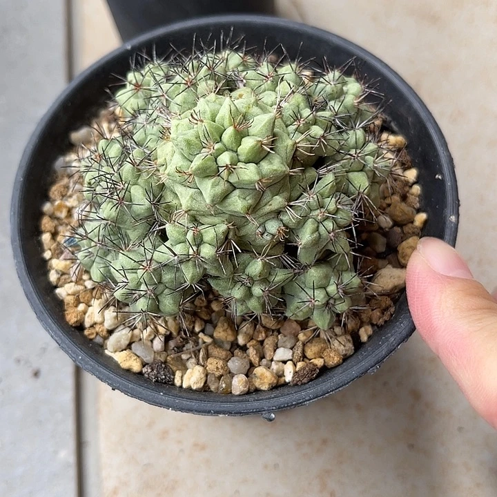 无花朵帝王丸大群一物一拍