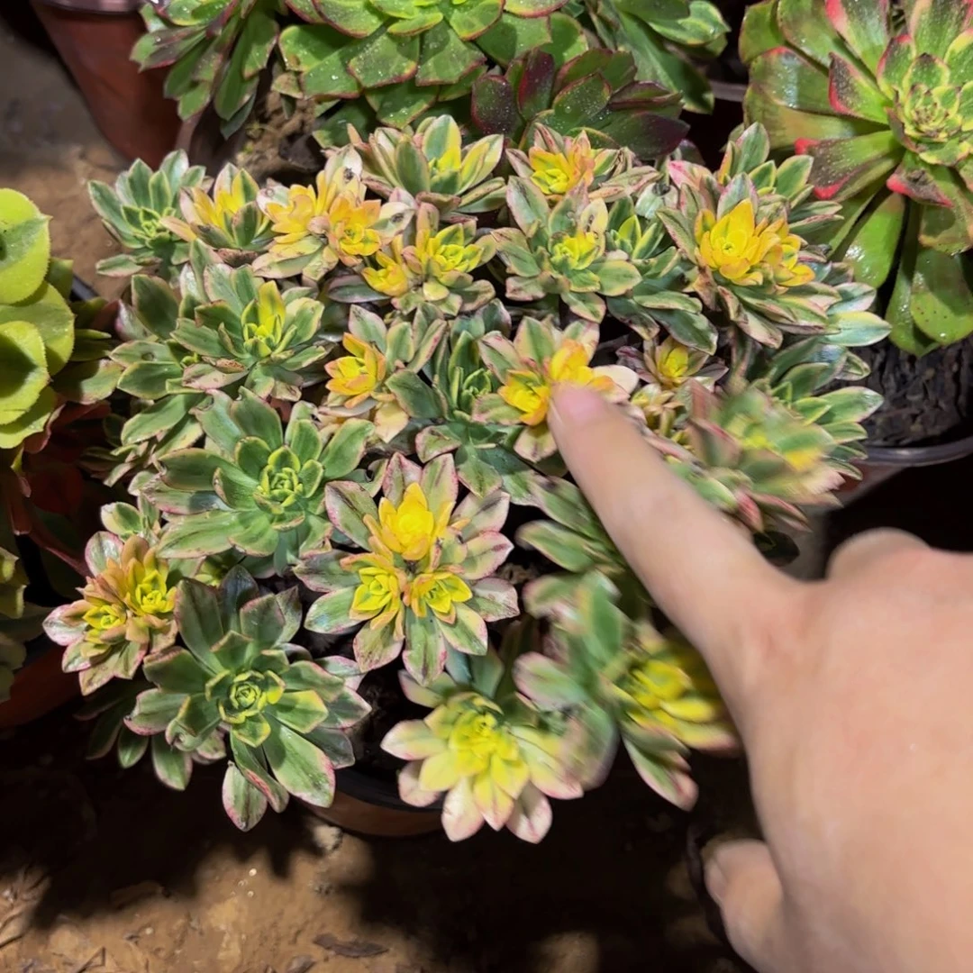 甜茶9.9木质老桩法师