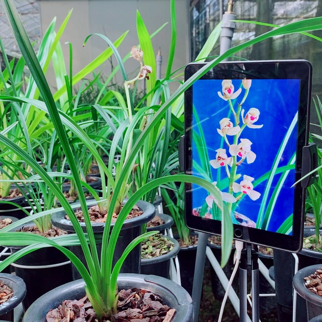 当前无花栽培后可以开花