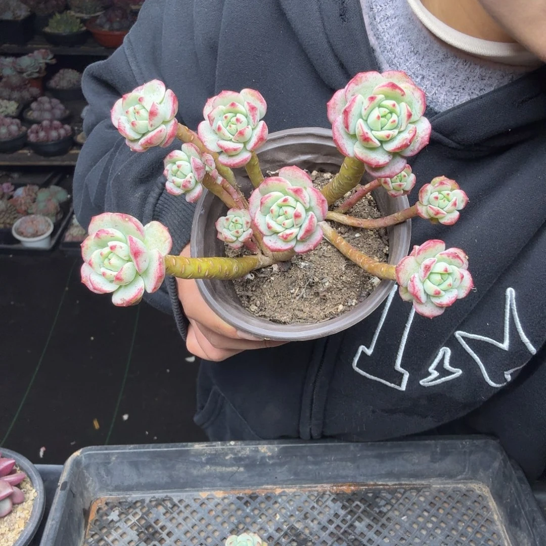 H***l008香草一颗一物一拍