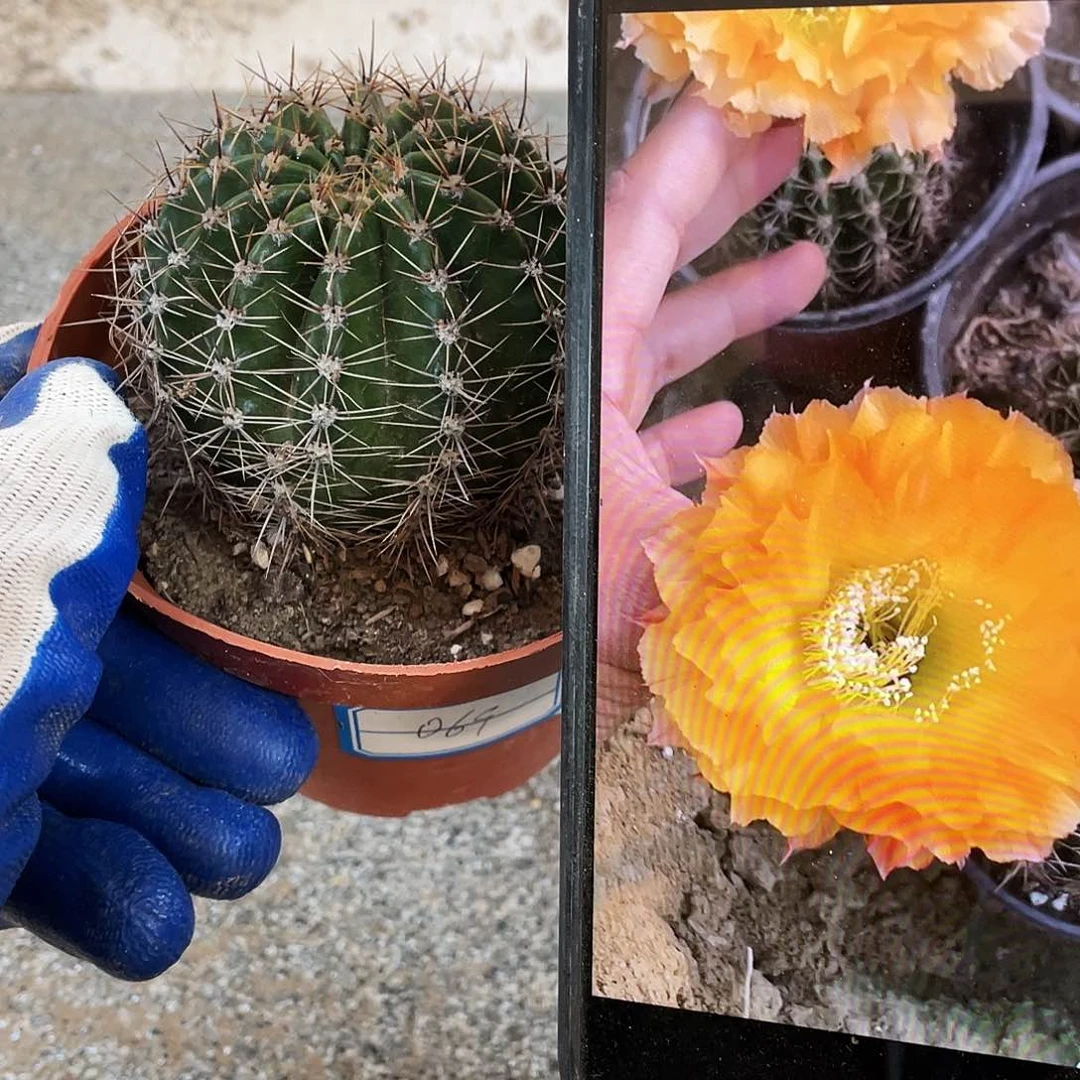 069自根球6公分左右满18包邮