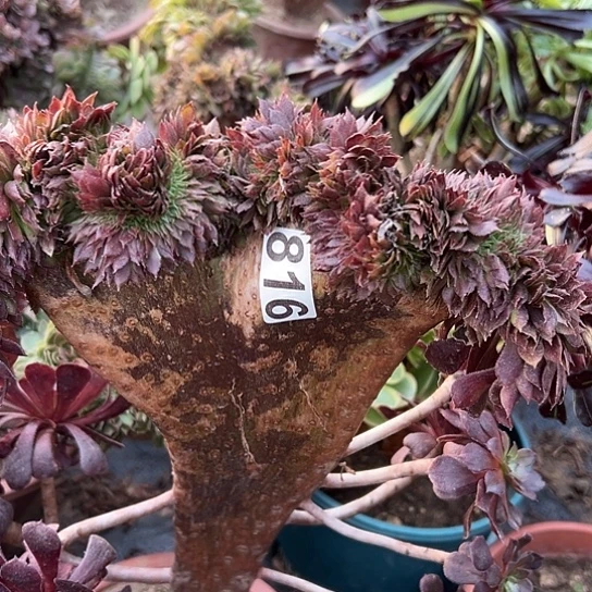 一***光多肉植物一个黑铜鼓