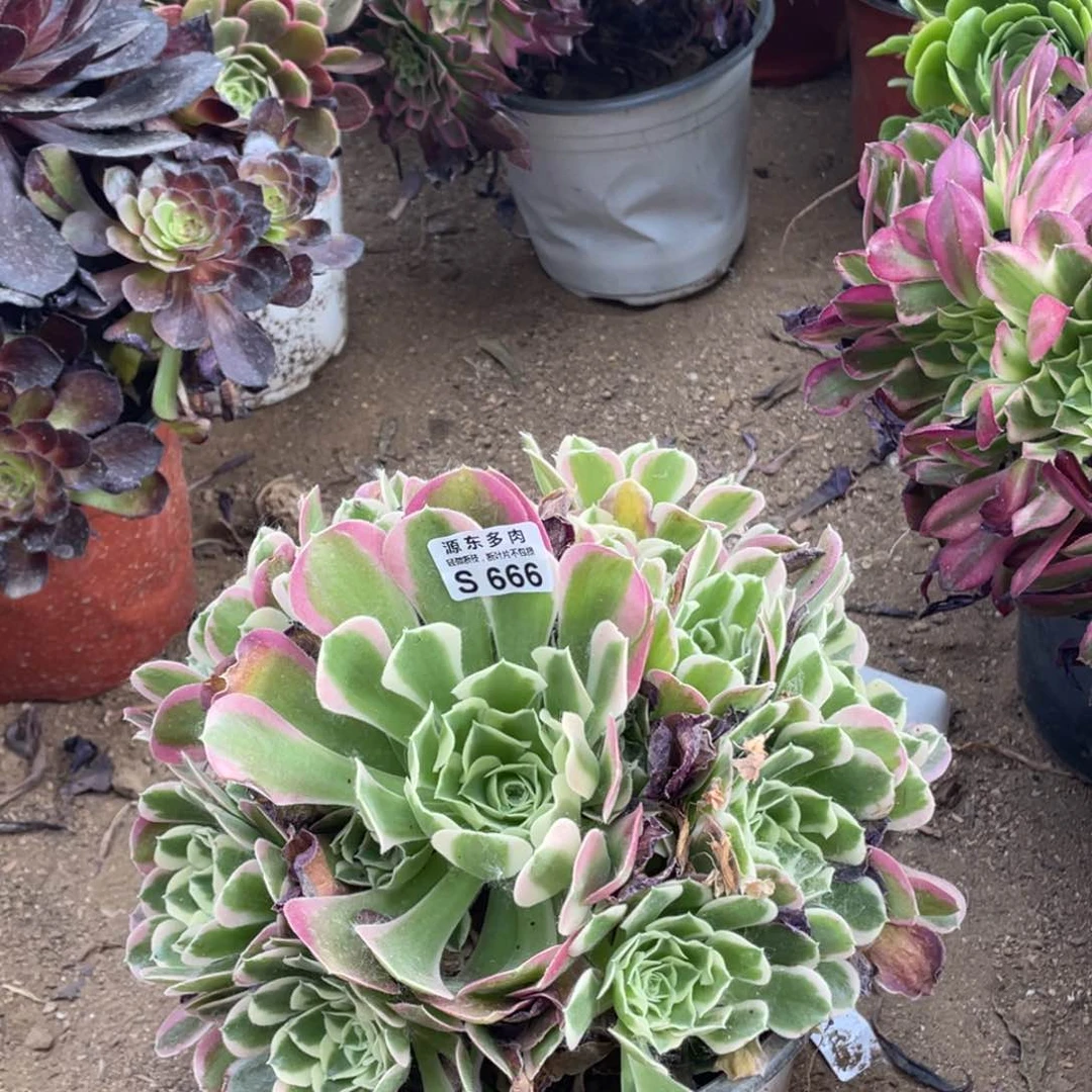 666白凤多肉法师断枝不包