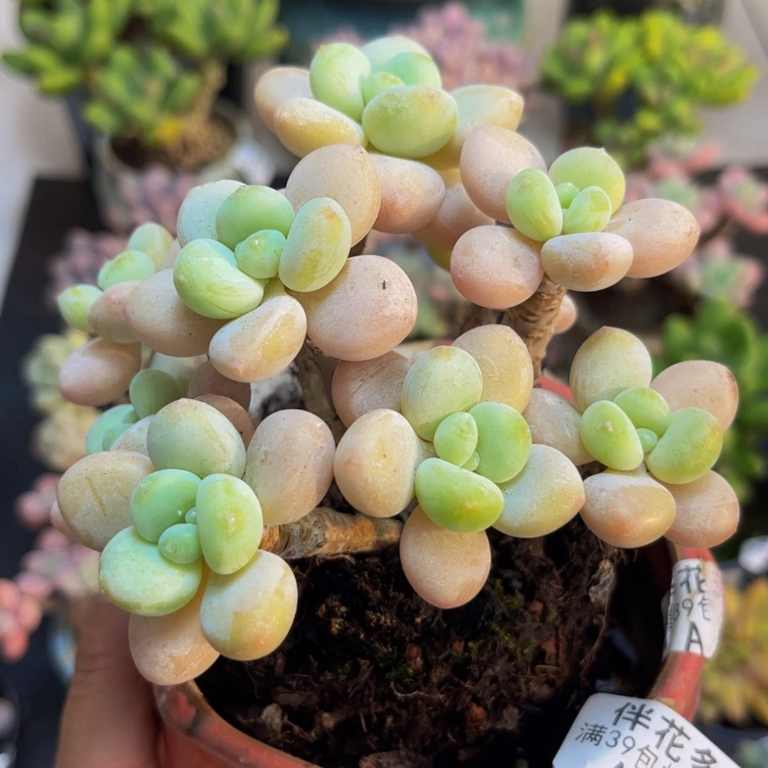 1020香水洛神8cm多肉