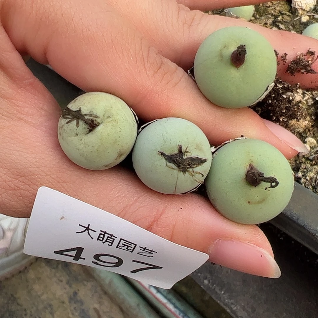 量拍以下2颗大鸽子蛋。  497