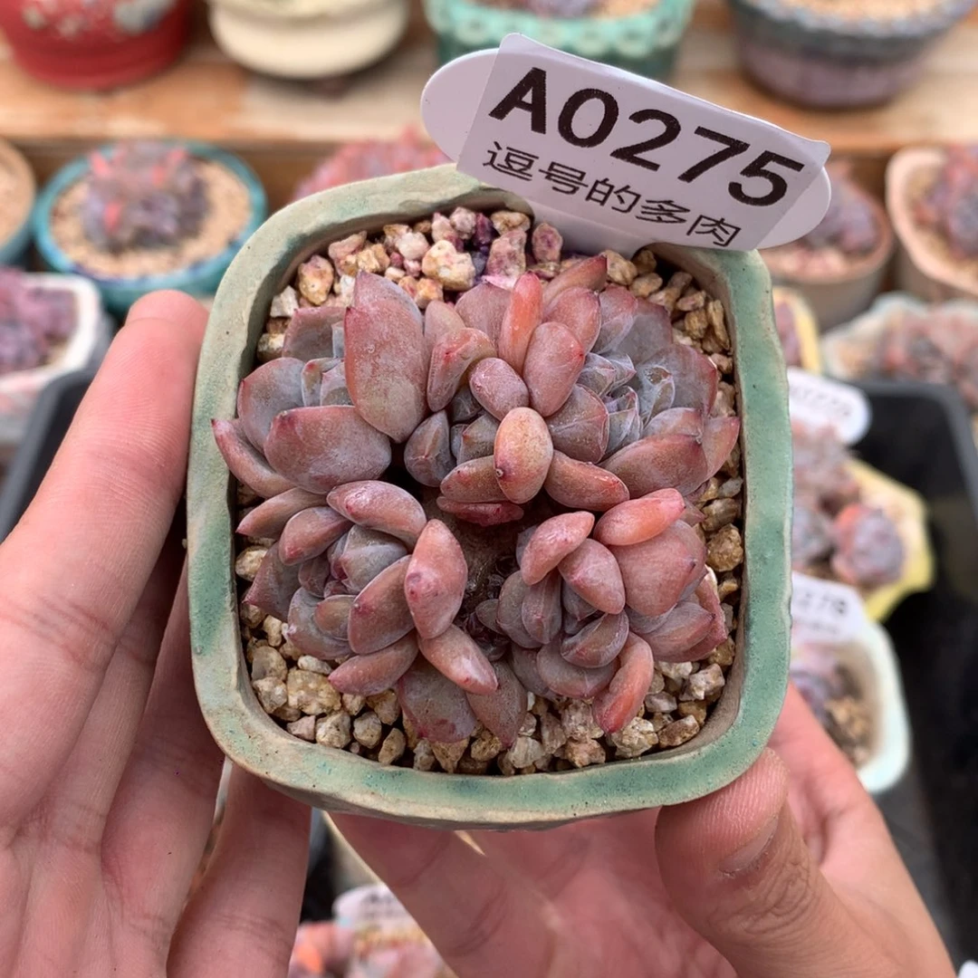 A0275 星影小脸群 小可爱 有砍 6.5cm