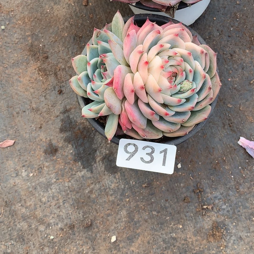 931吉娃娃一物一拍多肉