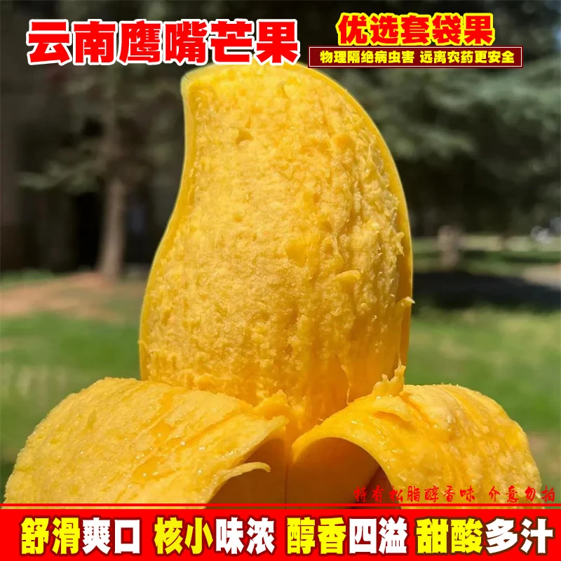 云南鹰嘴芒黄皮芒果套袋甜心新鲜热带水果套袋生态果3-10斤装包邮