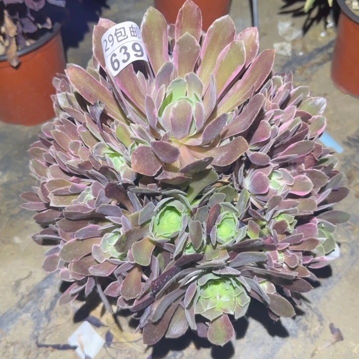 浣纱……多肉植物的