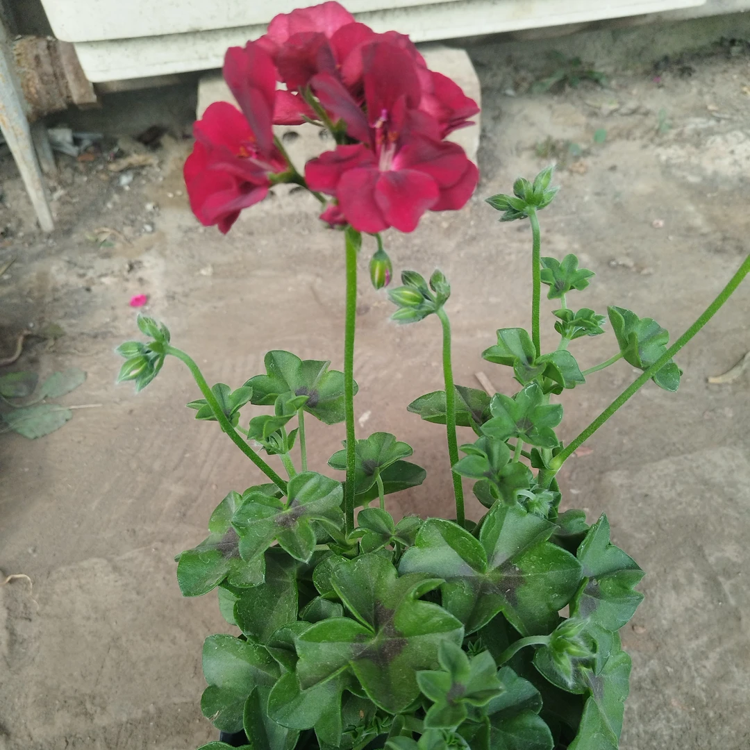 葡萄莲一盆包邮到家