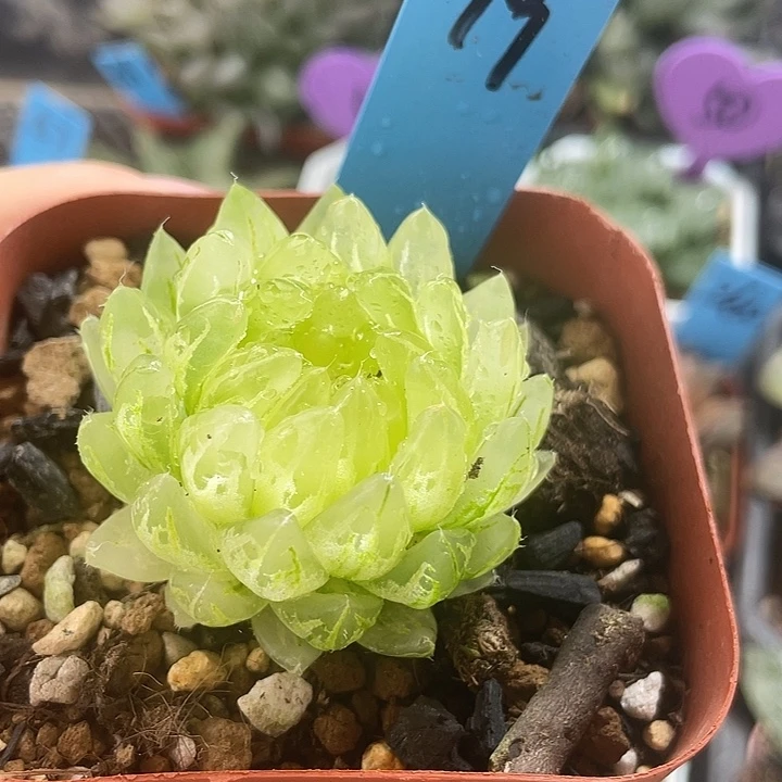 樱变女神玉露锦，一物一拍