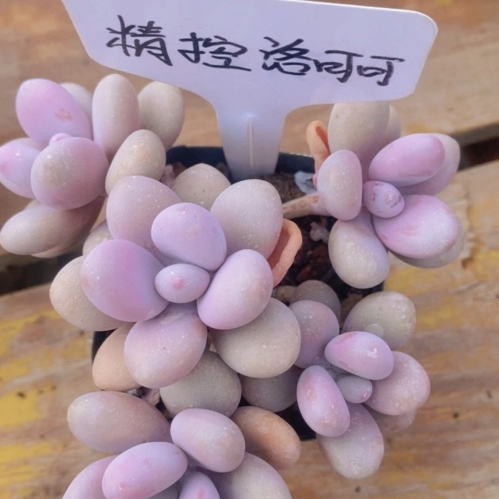 多肉植物，开心多肉