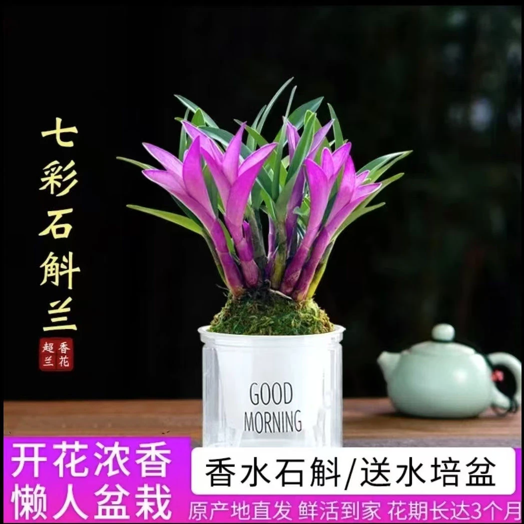 7-10苗【带红芽】七彩香水石斛兰 精品澳洲石斛 浓香型 水培盆栽