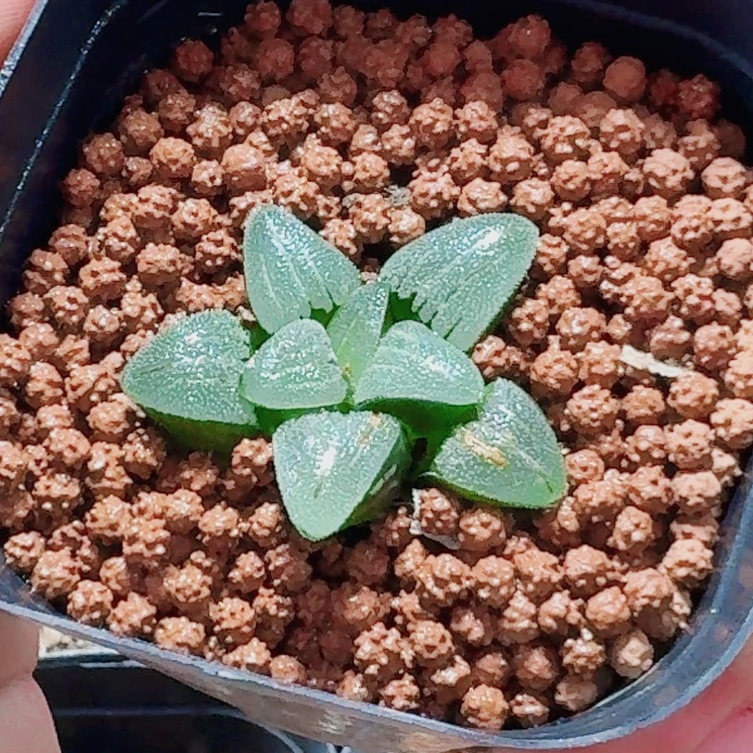 十二卷 实生特选 下播福利