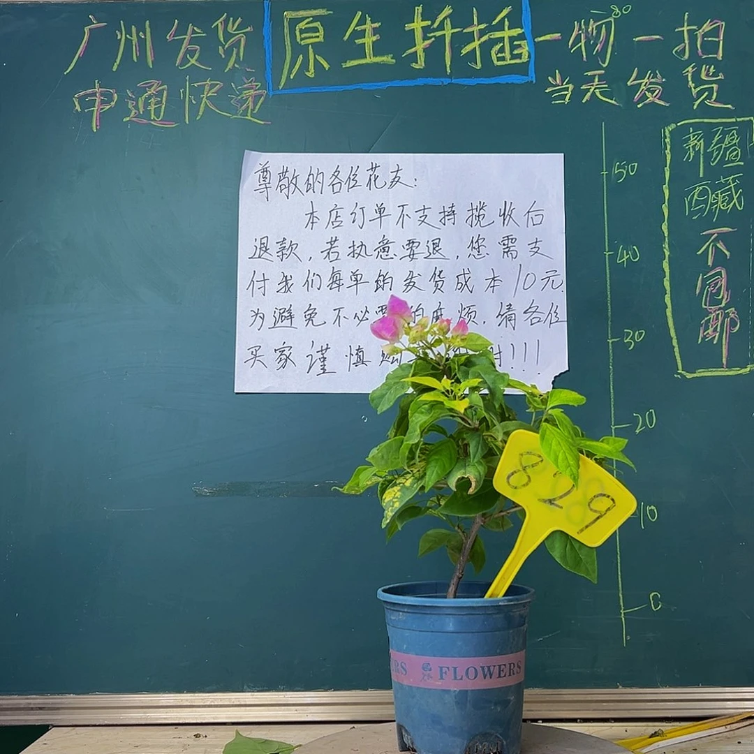 当前无花栽培后可以开花斑红樱829