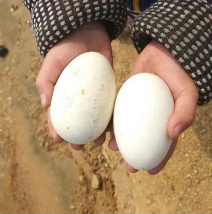【破损包赔】农家散养新鲜土鹅蛋营养鹅蛋生态健康喂养20枚包邮