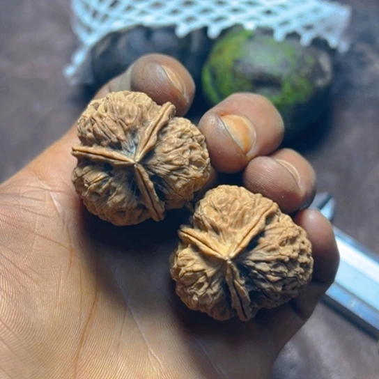 核桃卡35三楞17号
