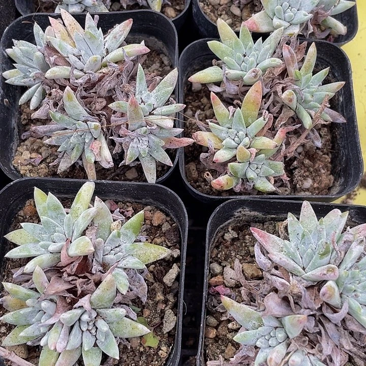 白菊群带盆土发货