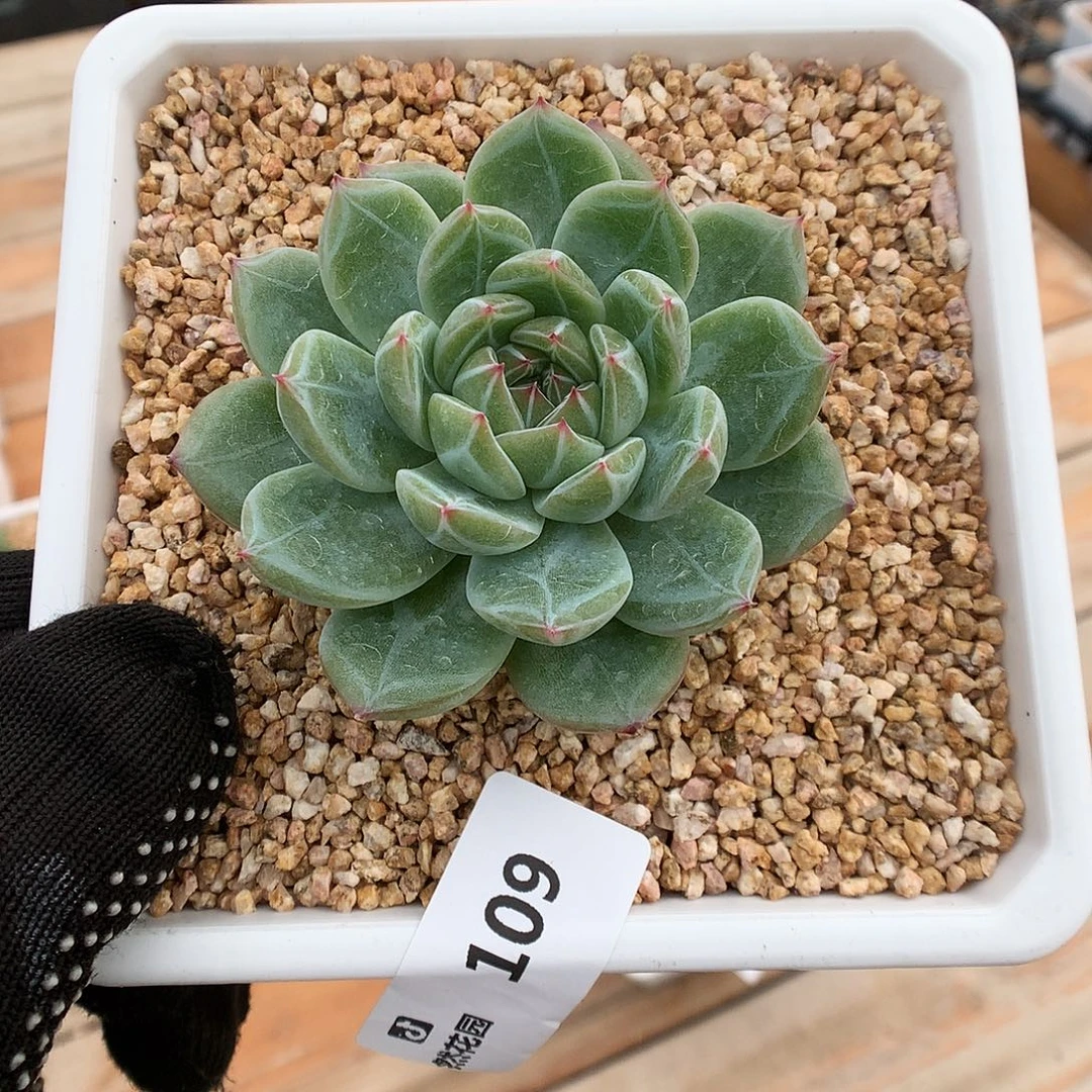 109雪花珍妮多肉植物66