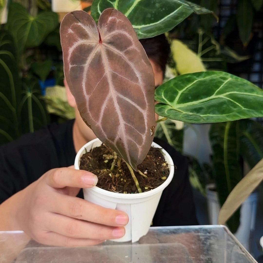 不开花植物C145粉柠檬杂黑丝绒