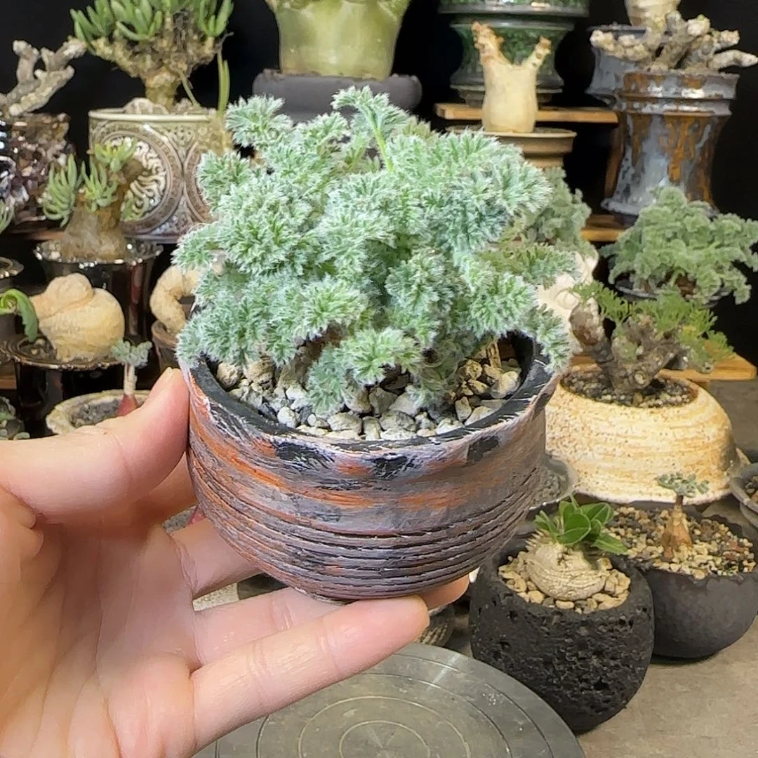 一物一拍羽叶洋葵10