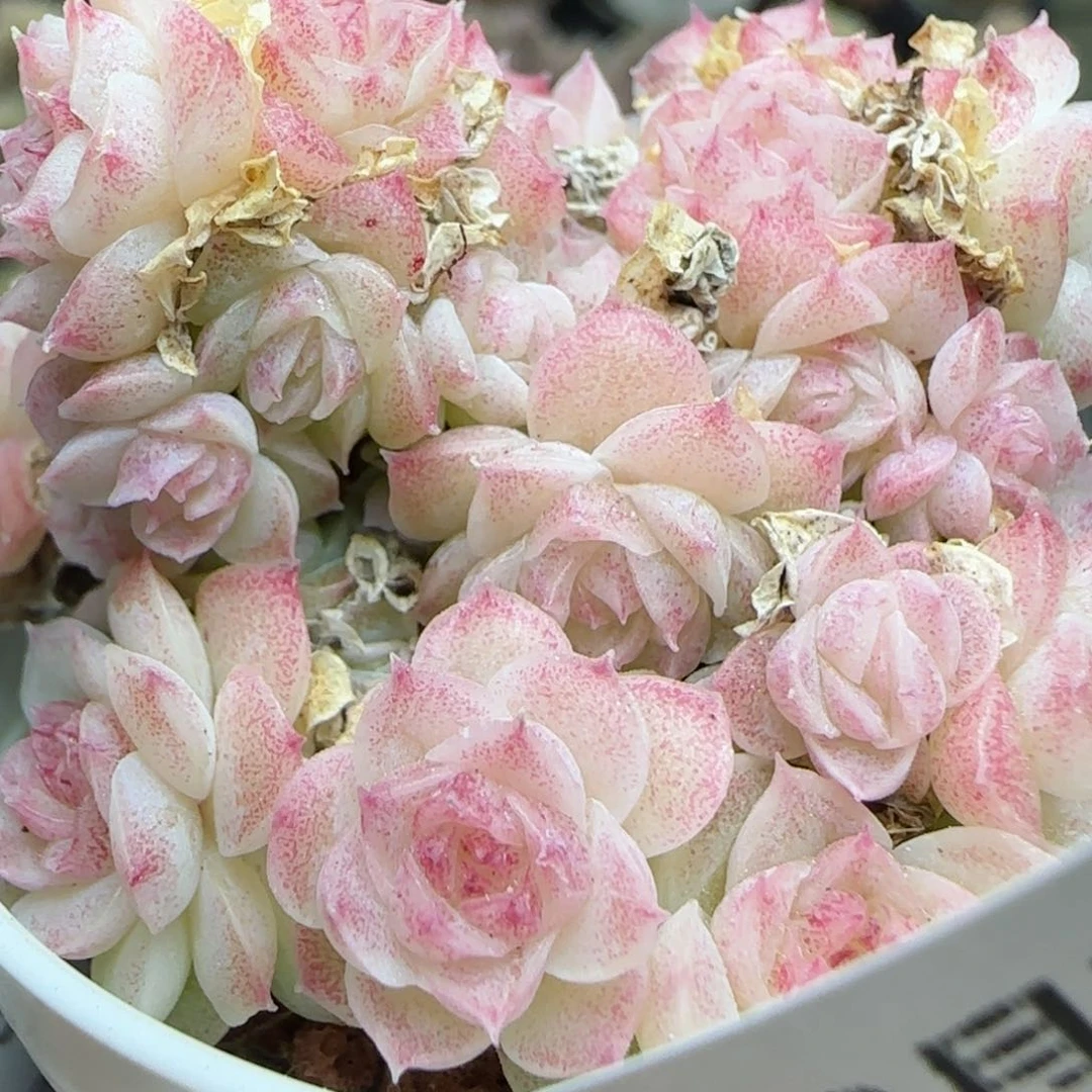 花语逸镜0225-373散