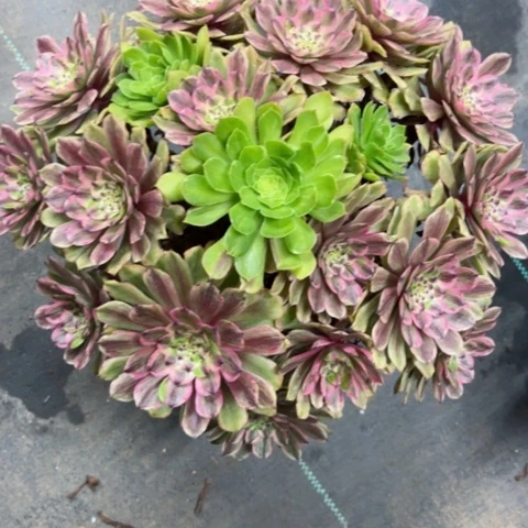 多肉植物花脸粉黛锦。