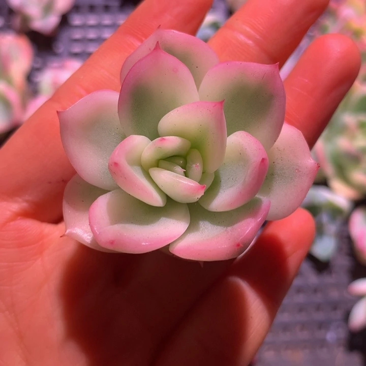 弗罗瑞安娜锦，一物一拍