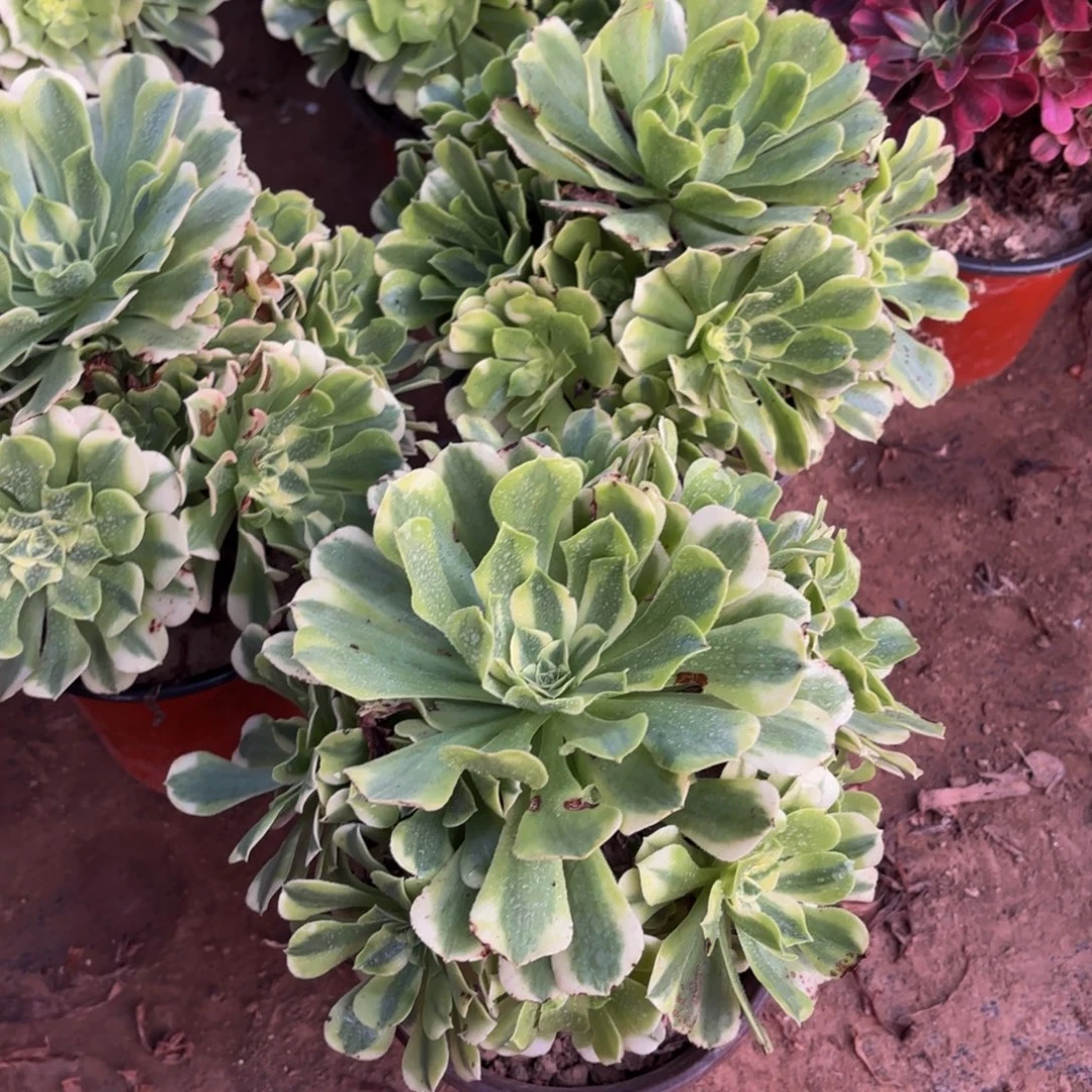 绿豆沙9.9多肉植物