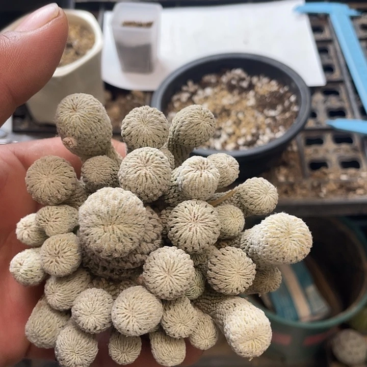 仙人球精巧丸475号