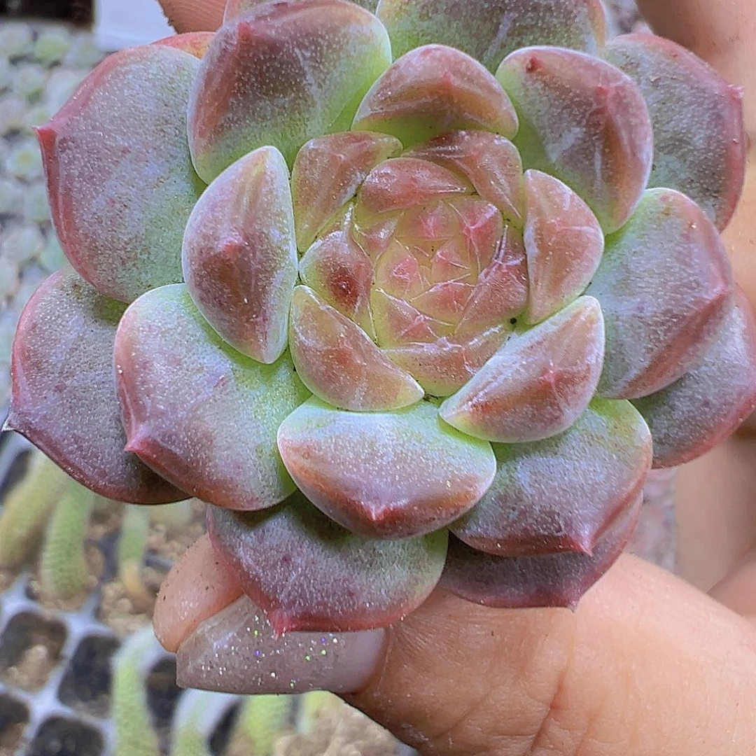 72孔琥珀送盆19包邮
