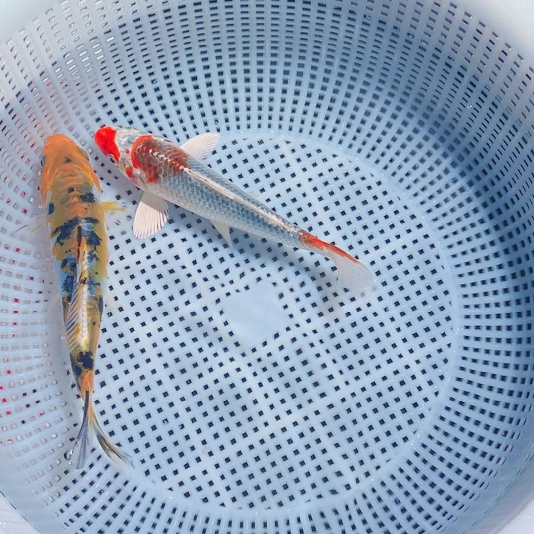 锦鲤锦鲤观赏鱼1111